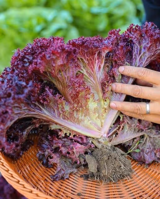 處暑能種哪些菜？6種田園菜可在處暑放心種，太早太晚都不適合
