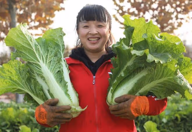 處暑能種哪些菜？6種田園菜可在處暑放心種，太早太晚都不適合