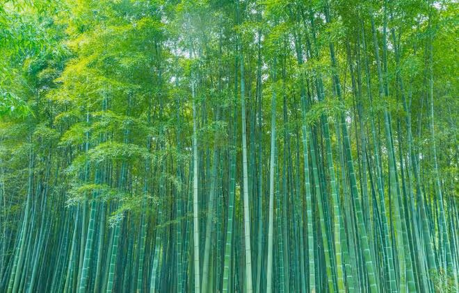 什麼除草劑可以殺滅竹子？試試用「環嗪酮」，輕鬆根除竹子