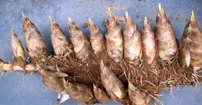 什麼除草劑可以殺滅竹子？試試用「環嗪酮」，輕鬆根除竹子