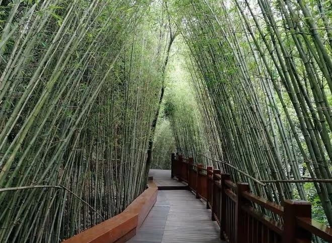 什麼除草劑可以殺滅竹子？試試用「環嗪酮」，輕鬆根除竹子