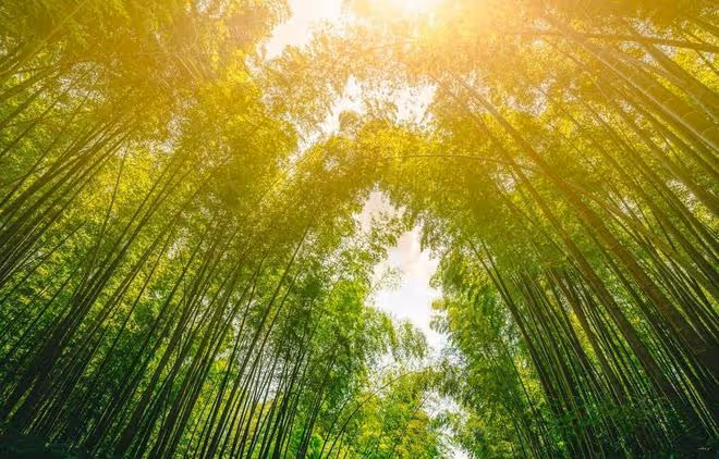 什麼除草劑可以殺滅竹子？試試用「環嗪酮」，輕鬆根除竹子
