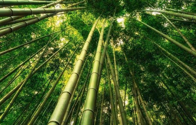 什麼除草劑可以殺滅竹子？試試用「環嗪酮」，輕鬆根除竹子