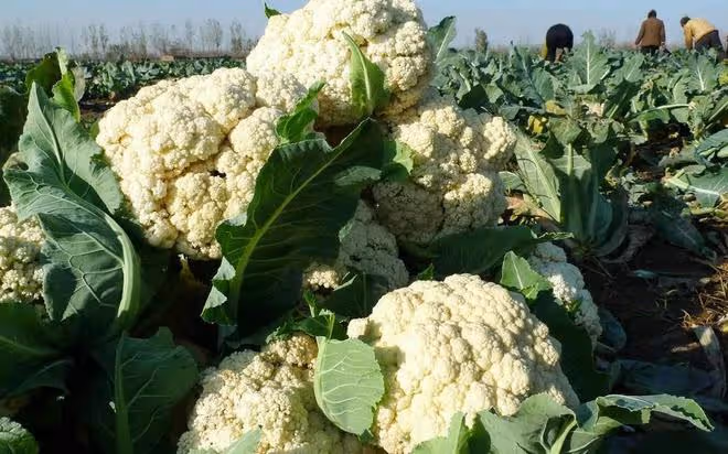 一畝成本只需幾塊錢，芸苔素的這5個黃金組合配方，能使藥效翻倍