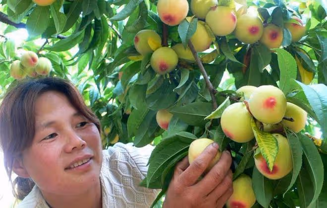 一畝成本只需幾塊錢，芸苔素的這5個黃金組合配方，能使藥效翻倍