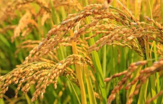 「雨打立秋頭，寡婦不用愁」，今日立秋下雨，寡婦為啥不愁？