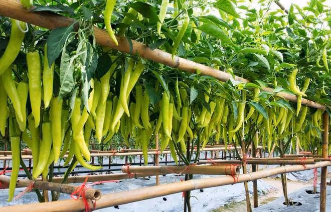 「番茄臥栽，茄子栽闊，辣椒栽窩」，老祖宗的種植經驗，啥意思？