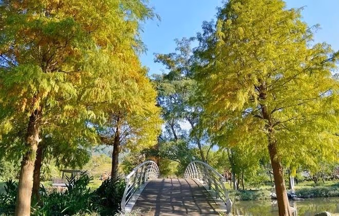 「富不富，門前樹」，門前栽5種樹，寓意吉利，是哪5種樹？