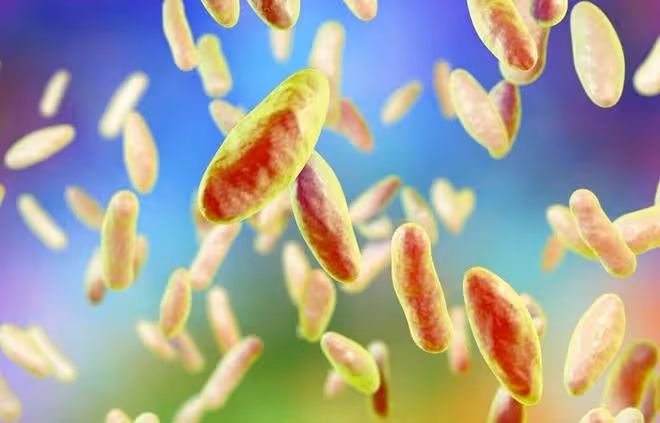 蔬菜蟲害防治難？學會用微生物來防治，蟲害少、無農藥殘留