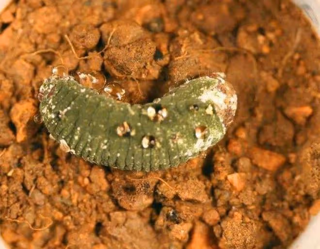 蔬菜蟲害防治難？學會用微生物來防治，蟲害少、無農藥殘留