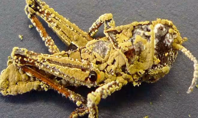 蔬菜蟲害防治難？學會用微生物來防治，蟲害少、無農藥殘留