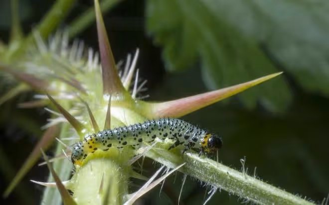 蔬菜蟲害防治難？學會用微生物來防治，蟲害少、無農藥殘留