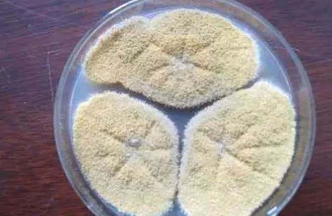 蔬菜蟲害防治難？學會用微生物來防治，蟲害少、無農藥殘留