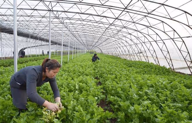 蔬菜蟲害防治難？學會用微生物來防治，蟲害少、無農藥殘留