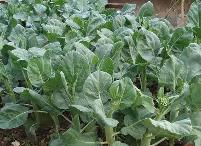 芥藍被稱為「抗癌蔬菜」，如何高產栽培？3分鐘學會