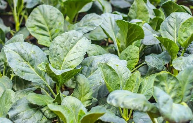 芥藍被稱為「抗癌蔬菜」，如何高產栽培？3分鐘學會