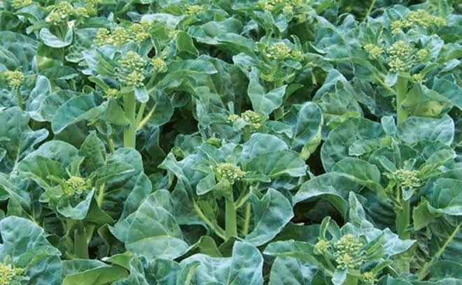 芥藍被稱為「抗癌蔬菜」，如何高產栽培？3分鐘學會