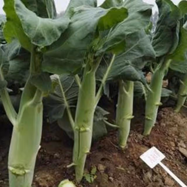 芥藍被稱為「抗癌蔬菜」，如何高產栽培？3分鐘學會