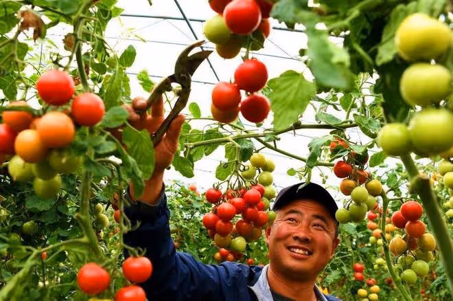 磷酸二氫鉀記得加點料，增產效果更加好，很多人還不知道