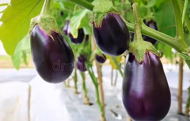 瓜果蔬菜移栽有妙招，老農教你7個小技巧，蔬菜早緩苗、早生根