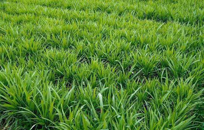 韭菜收割後怎麼管理長得黑綠又茂盛？施什麼肥好？好好學一學