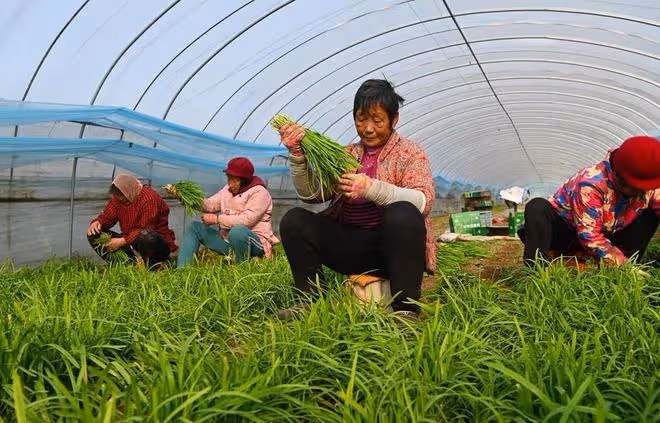 韭菜收割後怎麼管理長得黑綠又茂盛？施什麼肥好？好好學一學