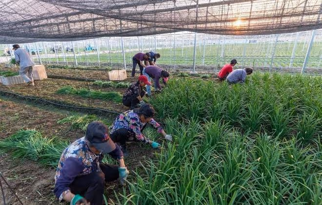 韭菜收割後怎麼管理長得黑綠又茂盛？施什麼肥好？好好學一學