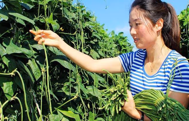 豆角落花落莢嚴重？老農教你3個「殺手鐧」，豆角結滿枝頭