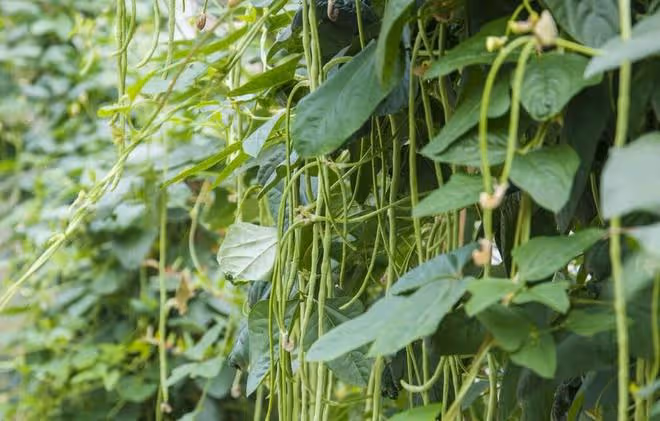 豆角落花落莢嚴重？老農教你3個「殺手鐧」，豆角結滿枝頭