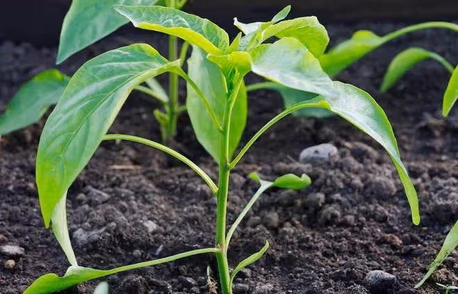種了10年辣椒，學會澆5次關鍵水，辣椒結果一茬接一茬
