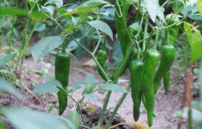 種了10年辣椒，學會澆5次關鍵水，辣椒結果一茬接一茬