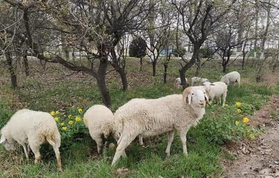 生肖羊4月的愛情分析:只要初心不變,就能花開月明