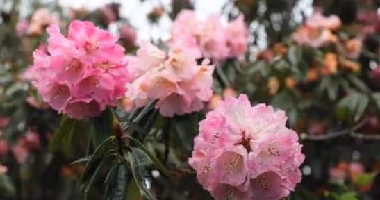 這幾個生肖,4月財運節節攀升,桃花運強勢上升,事業鴻運吉慶