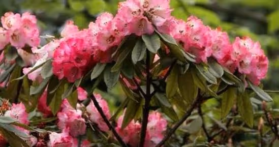 這幾個生肖,4月財運節節攀升,桃花運強勢上升,事業鴻運吉慶