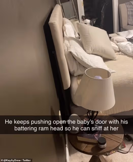 寶寶在睡…狗兒卻「反常狂來亂」 媽不耐煩「進房檢查」險後悔莫及:牠救了女兒!