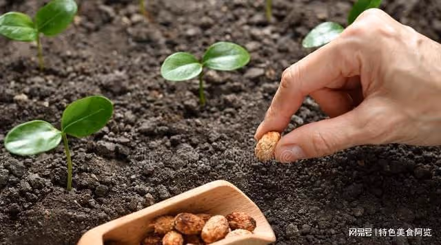 種植茄果、瓜果、豆角，五種肥料要慎用，別說設告訴你