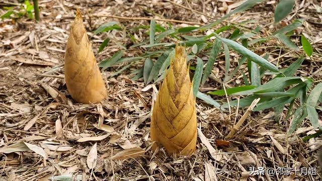 我76歲，活成一個笑話！過年天天做3頓飯，全家10個人，沒1人幫忙