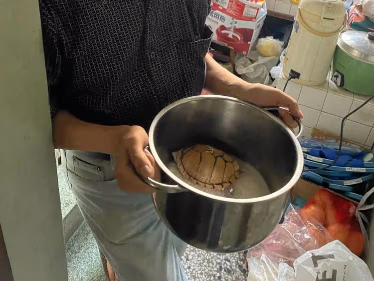 鎮店麝香龜不翼而飛　好險！警速逮怪男驚見「已入大鍋鋪白米」