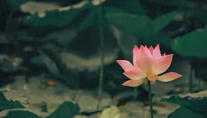 打動一個中年女人，除了錢，就是這3樣東西