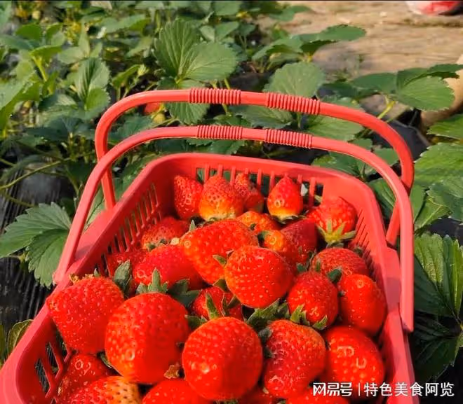 九盡花不開,水果擠破街!今日「出九」,這句話又預示著什麼?