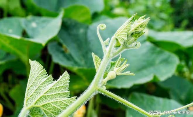 這幾種「長壽菜」幾塊錢一斤,不僅便宜,營養還足