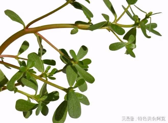 這幾種「長壽菜」幾塊錢一斤，不僅便宜，營養還足