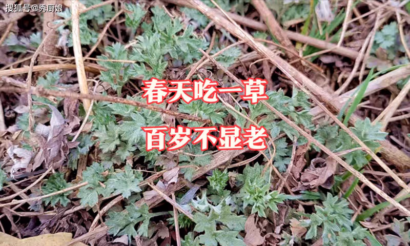 老人說「春天吃一草,百歲不顯老」,這「一草」指啥?別不懂吃!