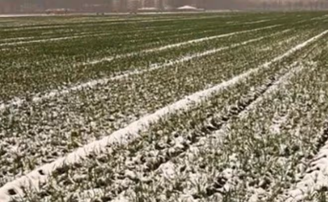 老話說「雪打臘月頭,瘦馬不瘦牛」,原來還有這講究呢?