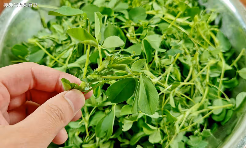 3月,薺菜蒲公英靠邊站,這3種野菜抓緊吃,鮮嫩營養,全身是寶!