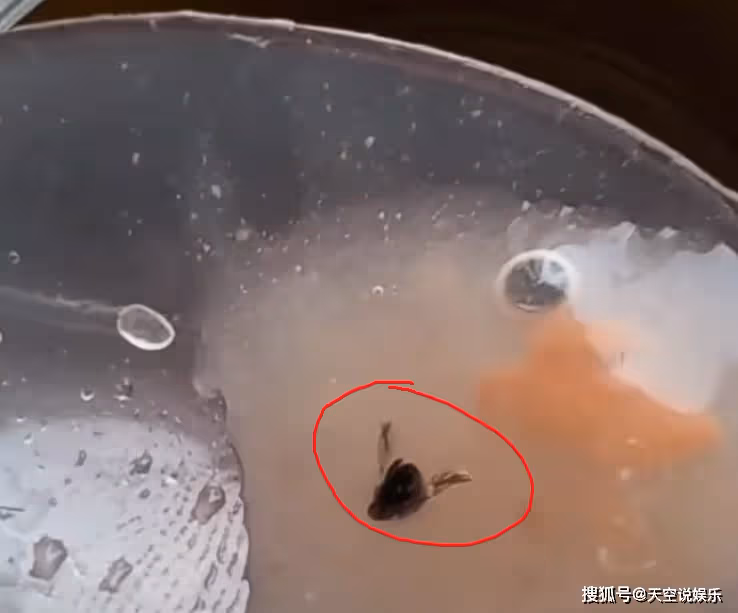 反轉了!消費者稱娃哈哈產品有蒼蠅,網友在線打假,評論區炸鍋了