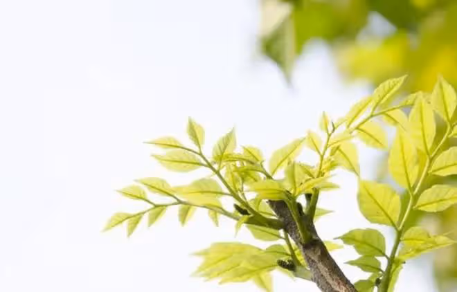 摩羯座6月下半月指南，內心還在糾結，橫亘其中的糾纏比較複雜