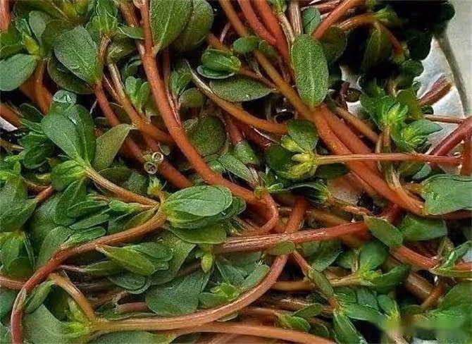 馬生菜學名馬齒莧，很多人不知道它的作用與功效，一起了解一下吧