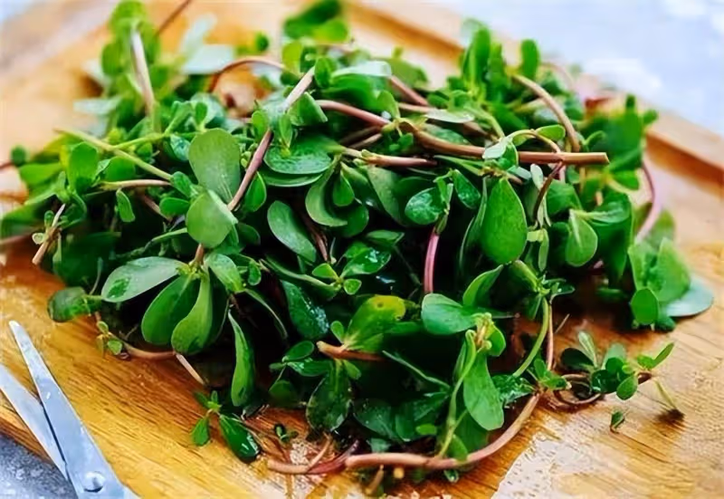馬生菜學名馬齒莧，很多人不知道它的作用與功效，一起了解一下吧
