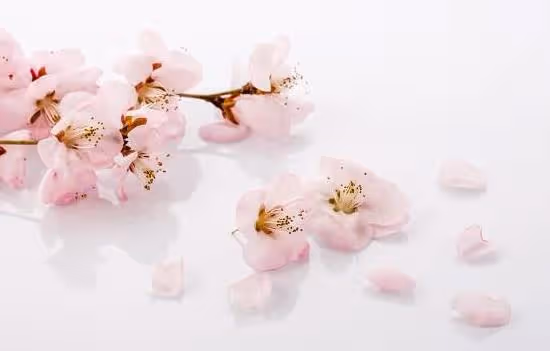 3月份開始,桃花朵朵開,4屬相喜事自然來,生活美滿,家庭和諧